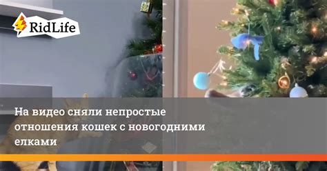 Впечатления зрителей от видео с украшенными новогодними елками