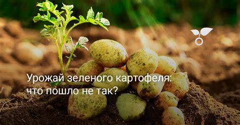 Вредность зеленого картофеля для организма