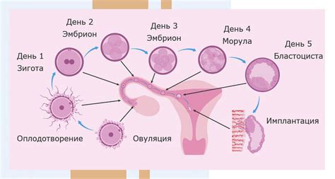 Время оплодотворения яйцеклетки: когда и как проходит