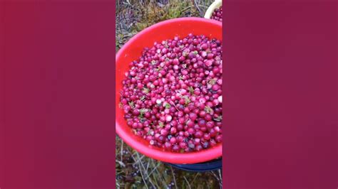 Время сбора клюквы в Свердловской области