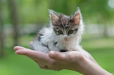 Встреча кошки с котятами во сне: к чему готовиться?