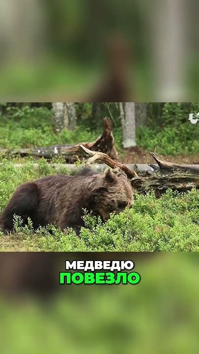 Встреча медведя и бедняка в Гималаях: непредсказуемый союз