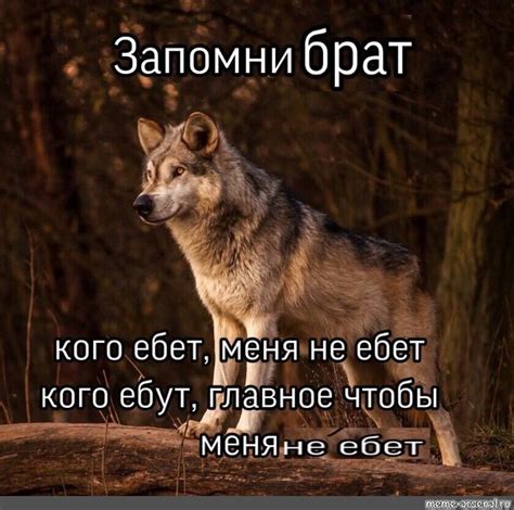 Встреча с силами природы: сновидение, где ты становишься добычей волков