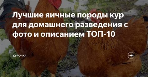 Выбор подходящих яиц для разведения