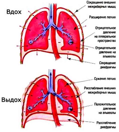 Выдох: механизм и функции