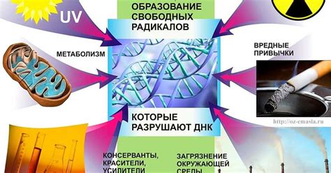 Выработка свободных радикалов