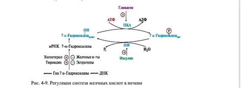 Высокая концентрация желчных кислот