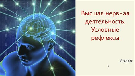 Высшая нервная деятельность человека: общее представление