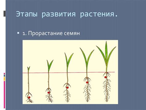 Высшая степень развития растений