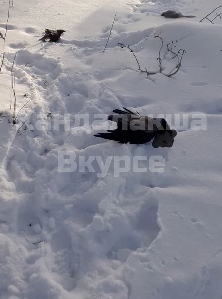 В дреме увидеть оружие с кровавыми следами: признак скрытой тревоги и страха