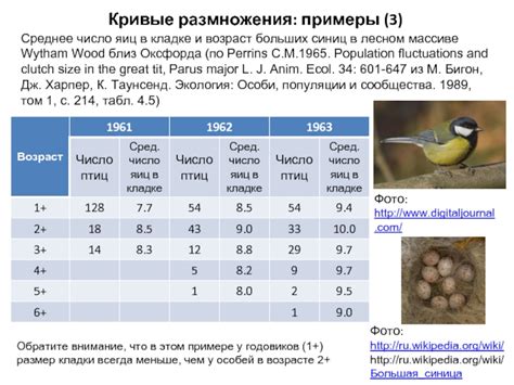 В период размножения синиц