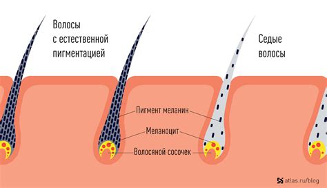 В процессе сновидения о волосах, в которых появляются первые седины, закладывается предсказание о постепенной потере любого предмета или ситуации, которым активно достигается устойчивость или стабильность.