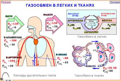 Газообмен веществ в зимний период