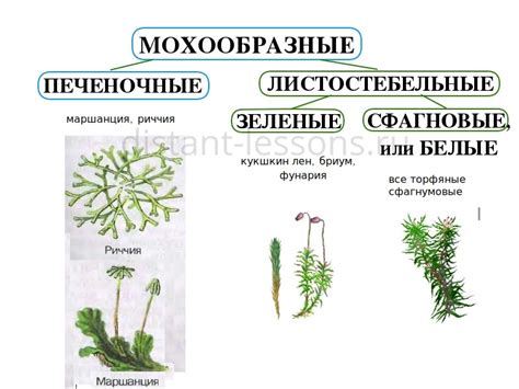 Гаметофит мхов и слоевище водорослей