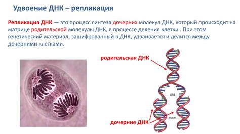 Гаметы и наследственная информация