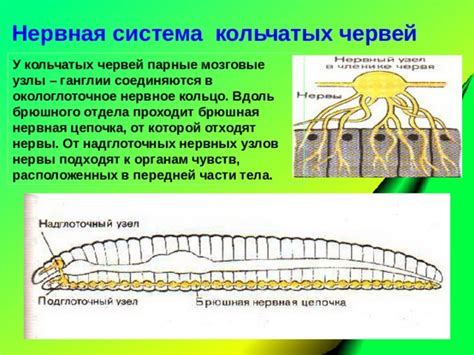 Ганглии и нервные центры кольчатых червей