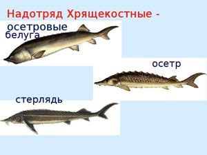 Гастрономическое использование икоры стерляди и осетра