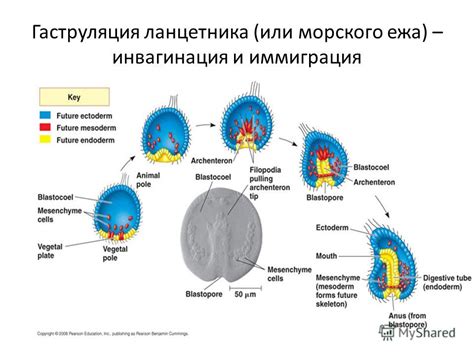 Гаструляция: формирование первых зародышевых слоев