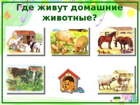 Где и как они живут?