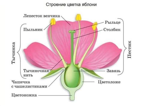 Генеративные органы растения