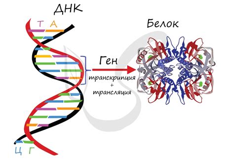 Генетика