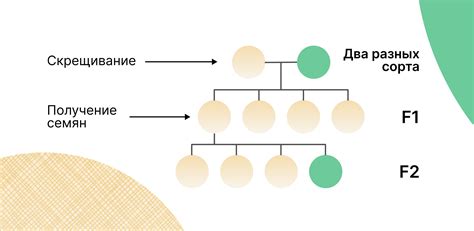 Генетическая структура семян f1 и f2