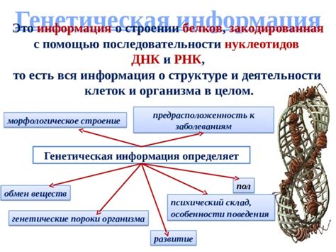 Генетические особенности и индивидуальная предрасположенность