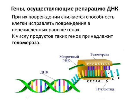 Генетические особенности роста гривы