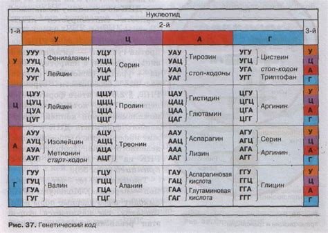 Генетические особенности сорта