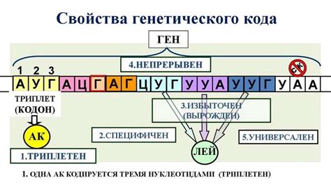 Генетический код: определение и основные принципы