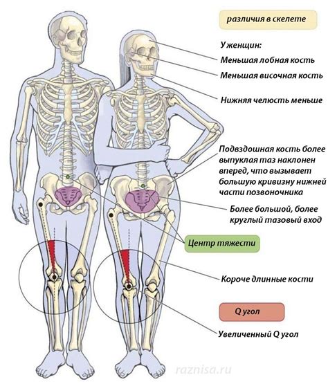 Генетическое строение женщины и мужчины