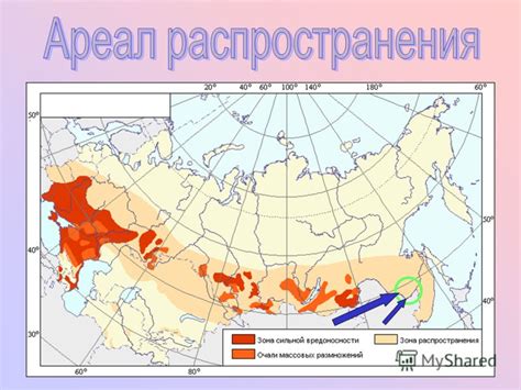 Географическое распространение "чурок" в России