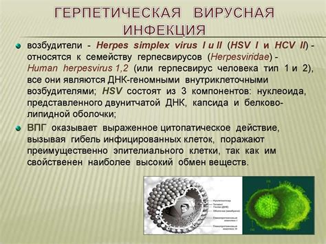 Герпетическая инфекция и ее проявление