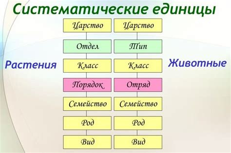 Главные группы представителей в биологии