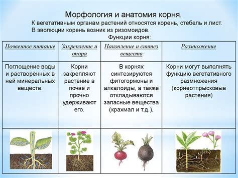 Главные особенности вегетативных растений