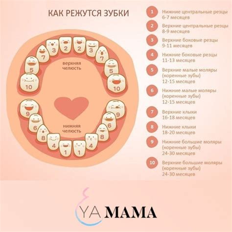 Главные признаки роста клыков у ребенка