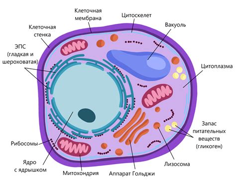 Грибная клетка: основные черты