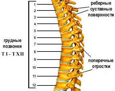 Грудной отдел позвоночника