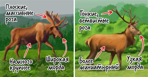 Грядущие изменения и рост: лось с рогами оленя