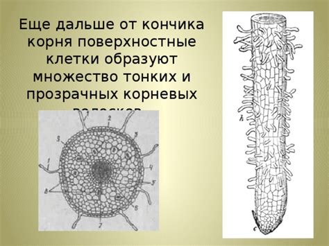 Дальше от своего корня