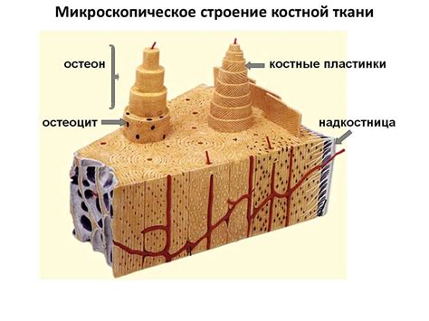 Дезинтеграция костной ткани