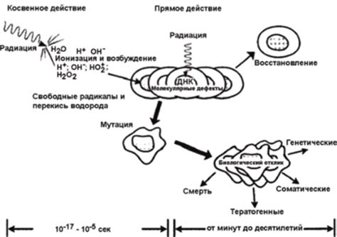 Действие тана на организм