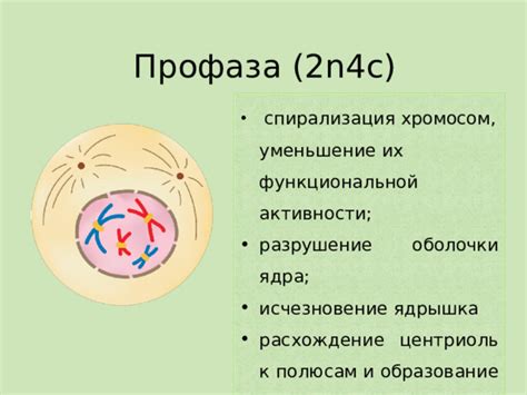 Деление ядра: дезинтеграция ядрышка