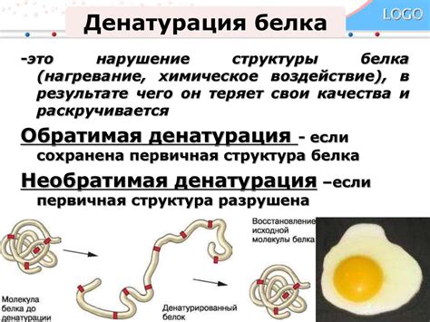 Денатурация белка и ее суть