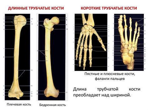 Длинные и крепкие кости ног: символ успеха и устойчивости в жизни