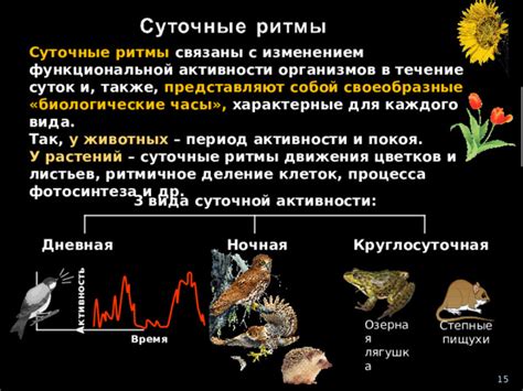 Дневная и ночная активность