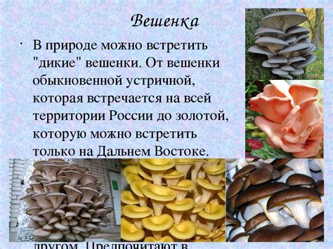 Достоинства грибов вешенки для здоровья