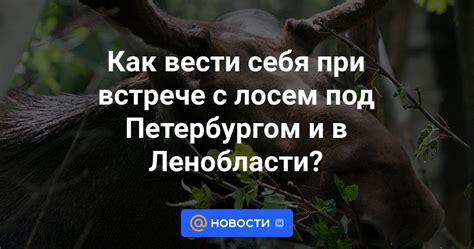 Другие варианты снов с лосем в воде и их значения