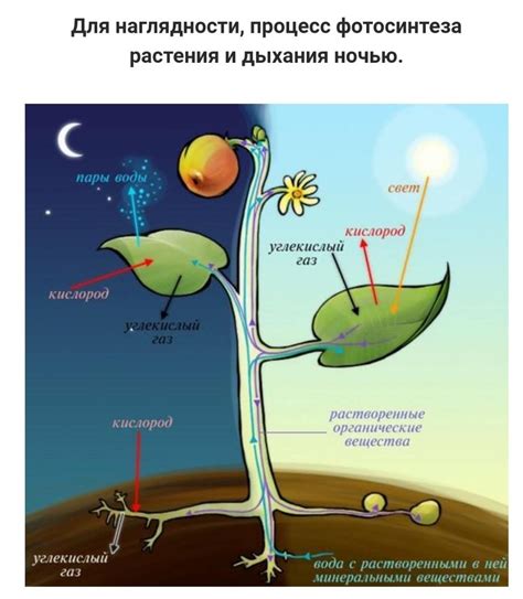 Дыхание растения: роль и механизм