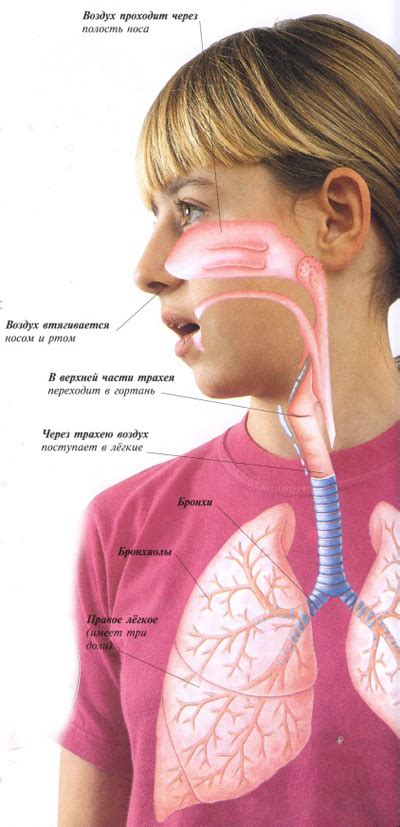 Дыхательная система ребенка